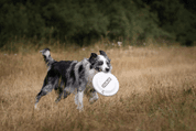 AMINELA FRISBEE FASTBACK CLASSIC WHITE - ŠPORT A VÝCVIK