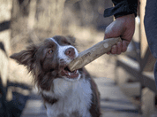 MARP HOLISTIC - KÁVOVÉ DŘEVO S (30 - 50G) - HRAČKY PRE PSOV
