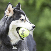 HRAČKA TENIS AIRDOG LOPTA 3KS KONG M - HRAČKY PRE PSOV