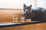 MARP HOLISTIC PLUS KONZERVA PRE MAČKY – TUNIAKOVÉ PATÉ S KREVETAMI 70G 2 + 1 KS ZADARMO - KONZERVY PRE MAČKY