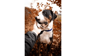 MARP NATURAL PLUS VANIČKA PRE PSOV S JAHŇACÍM A HOVÄDZÍM 12X150G