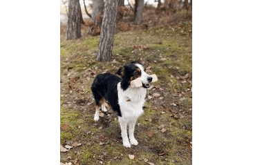 APORTOVACIA ČINKA, DREVENÁ - PRÍRODNÁ