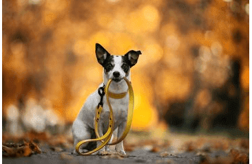 BAFPET KOŽENÝ OBOJEK HERRY MINI, ČERNÉ KOVÁNÍ - ŽLUTÁ