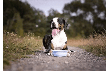 AMARAGO SILIKÓNOVÁ SKLADACIA MISKA 1000ML - MODRÁ