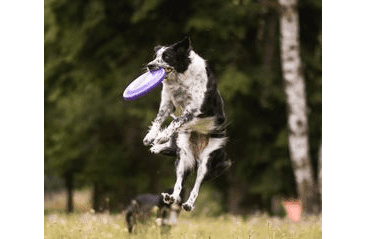 AMINELA FRISBEE FASTBACK CLASSIC PURPLE