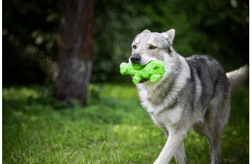 HRAČKA MULTIPET ORIGAMI PALS CHROCHTAJÚCI HROCH LATEX 20,5 CM