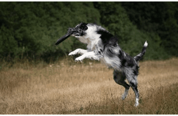 AMINELA FRISBEE FASTBACK CLASSIC BLACK