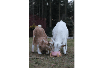 AMINELA KERAMICKÁ MISKA V DREVENOM STOJANE - RUŽOVÁ 750ML