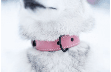 BAFPET OBOJOK HERRY, OBŠITÝ, ČIERNE KOVANIE - RUŽOVÁ