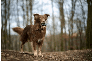 MARP HOLISTIC - PIVOVARSKÉ KVASNICE 100G