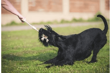 QUAPAS! HRAČKA PRE PSOV Z KÁVOVÉHO DREVA 42X11M