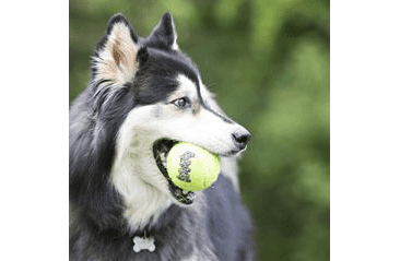 KONG HRAČKA SQUEAKAIR TENISOVÁ LOPTA L