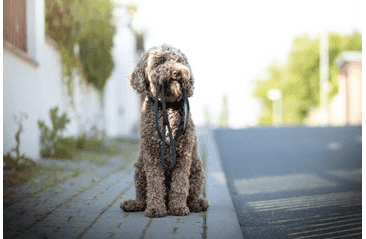 AMINELA FERRATA LANOVÉ VODÍTKO - SIVÁ