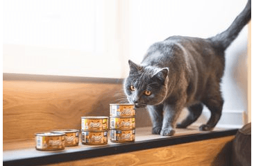 MARP HOLISTIC PLUS KONZERVA PRE MAČKY – TUNIAK SO SARDINKAMI A ČUČORIEDKAMI V ŽELÉ 70G