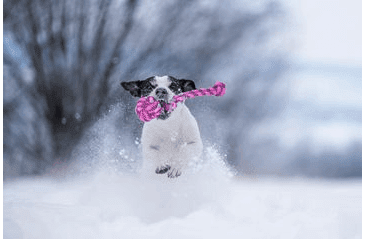 PEŠIEK HAMER, OKRÚHLY - RUŽOVÁ