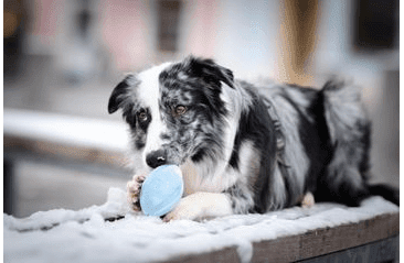 AMARAGO ECO FRIENDLY  HRAČKA PRE PSOV RUGBY LOPTA MODRÝ, 10CM/110G