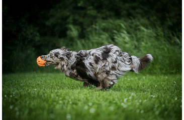 HRAČKA MULTIPET ORIGAMI PALS  CHROCHTAJÚCE PRASA LATEX 20,5 CM