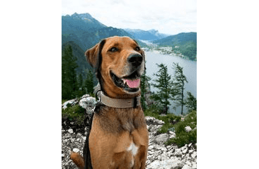 BAFPET OBOJOK HERRY, OBŠITÝ, ČIERNE KOVANIE - SIVÁ