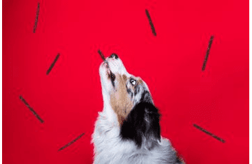 MARP HOLISTIC PLUS - HOVÄDZIE MAŠKRTY PRE PSOV 80G