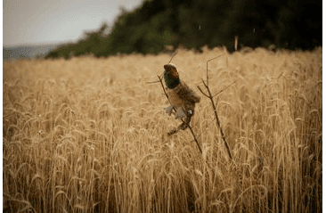 HRAČKA MULTIPET MIGRATORS BAŽANT PLYŠ ŠPEC. ZVUK 52 CM