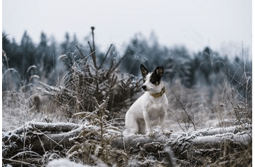BAFPET KOŽENÝ OBOJEK HERRY MINI, ČERNÉ KOVÁNÍ - ŽLUTÁ