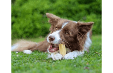 MARP HOLISTIC - HORSKÁ TYČINKA L (70 - 79G)