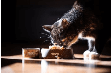 MARP HOLISTIC PLUS KONZERVA PRE MAČKY – KURACIE PRSIA VO VÝVARE 24X70G