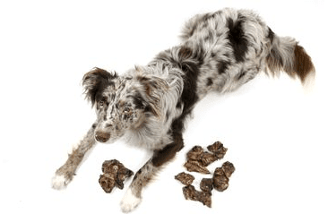 DOXNEO HOVÄDZIE PĽÚCA  500G