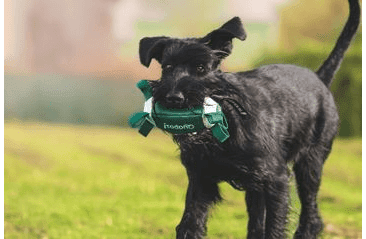 QUAPAS! HRAČKA PRE PSOV RUGBY LOPTA L 22X11CM