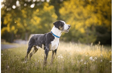 AMINELA FERRATA LANOVÝ OBOJOK - MODRÁ