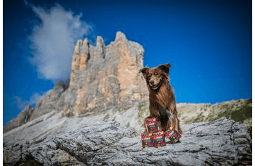 MARP HOLISTIC MORKA S KURAŤOM TETRAPAK 375G EXP 3/2026 1 + 1 ZADARMO