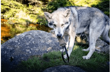 KOŽENÝ PEŠEK LEDER - HNĚDÁ