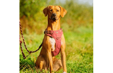 NOBBY POSTROJ SPORTY S-M ČERVENÁ ZĽAVA 10% VÝPREDAJ