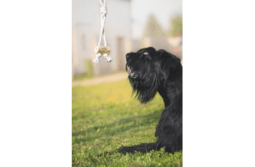 QUAPAS! HRAČKA PRE PSOV Z KÁVOVÉHO DREVA 42X11M