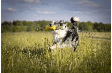 PEŠEK RINGO, 2X UCHO - ŽLUTÁ