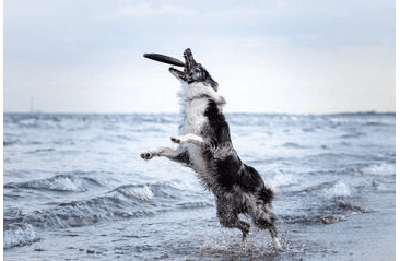 AMINELA FRISBEE FASTBACK CLASSIC BLACK