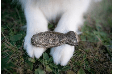 MARP HOLISTIC KOSŤ Z LOSOSOVEJ KOŽE