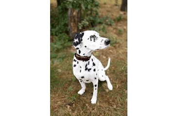 BAFPET OBOJEK HERRY, OBŠITÝ, ČERNÉ KOVÁNÍ - BORDÓ