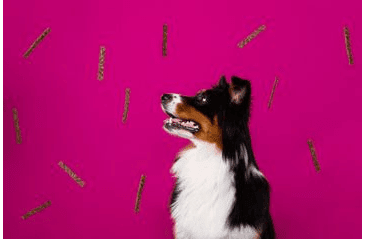 MARP HOLISTIC PLUS - MORČACIE MAŠKRTY PRE PSOV 80G