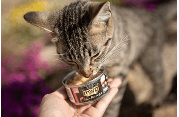 MARP SALMON FILET  KONZERVA PRE MAČKY S FILETY Z LOSOSA 12X70G