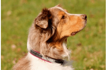 AMINELA KLASIK OBOJOK SPORT & CITY 30-50CM,  MALINOVÁ/ČIERNA