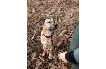 BAFPET KOŽENÉ VODÍTKO HERRY, ČIERNE KOVANIE - KOŇAK