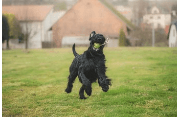 FARM COMPANY KAUČUKOVÝ BALÓN NA KONOPNOM LANE 24CM