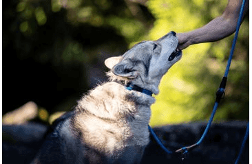 AMINELA FERRATA LANOVÝ OBOJOK - MODRÁ