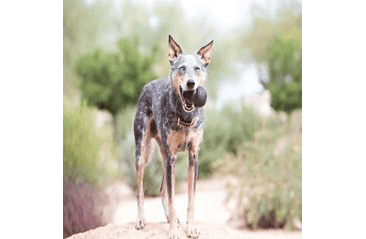 KONG HRAČKA EXTREME GUMA L ČIERNA