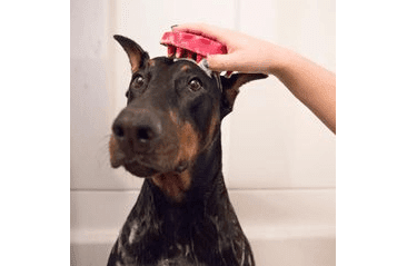 KONG ZOOM GROOM GUMOVÝ KARTÁČ 11CM - RŮŽOVÝ