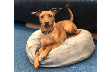 OKRÚHLY PELECH AMINELA FULL COMFORT 50/12CM SIVÁ