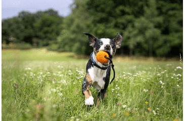 BAFPET LOPTIČKA FOAM SO ŠNÚRKOU - ORANŽOVÁ