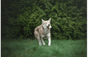 AMARAGO ECO FRIENDLY  HRAČKA PRE PSOV LOPTA ŽLTÁ, 8CM/105G