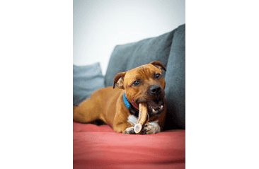 MARP HOLISTIC - JELENIE PAROHY, VEĽKOSŤ L (120 - 160G)